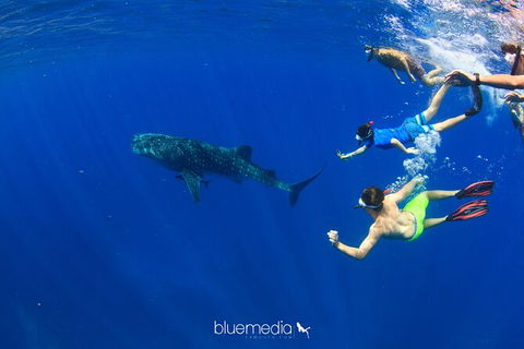 Swim With Whale Sharks- The Largest Fish In The World! - Getaway Accommodation 36