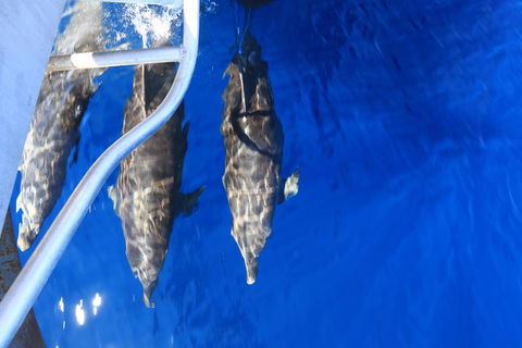 Swim With Whale Sharks- The Largest Fish In The World! - Getaway Accommodation 39