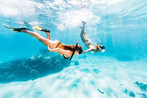 Swim With Whale Sharks- The Largest Fish In The World! - Getaway Accommodation 21