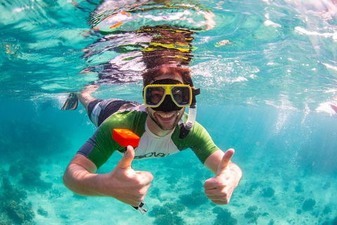 Swim With Whale Sharks- The Largest Fish In The World! - Getaway Accommodation 23