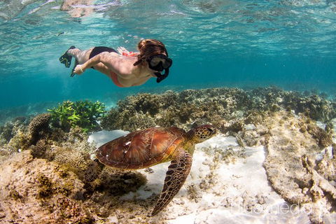 Swim With Whale Sharks- The Largest Fish In The World! - Getaway Accommodation 25