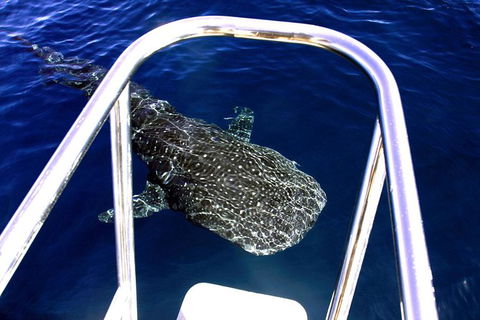 Swim With Whale Sharks- The Largest Fish In The World! - Getaway Accommodation 16