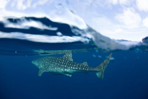 Swim With Whale Sharks- The Largest Fish In The World! - Getaway Accommodation 17
