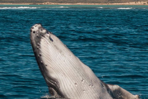Swim With Whale Sharks- The Largest Fish In The World! - Getaway Accommodation 18