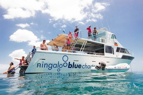 Swim With Whale Sharks- The Largest Fish In The World! - Getaway Accommodation 42