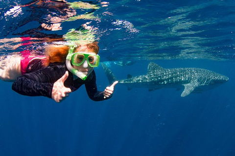 Swim With Whale Sharks- The Largest Fish In The World! - Getaway Accommodation 2
