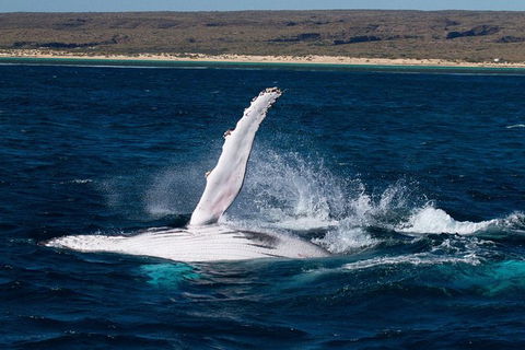 Swim With Whale Sharks- The Largest Fish In The World! - Getaway Accommodation 5