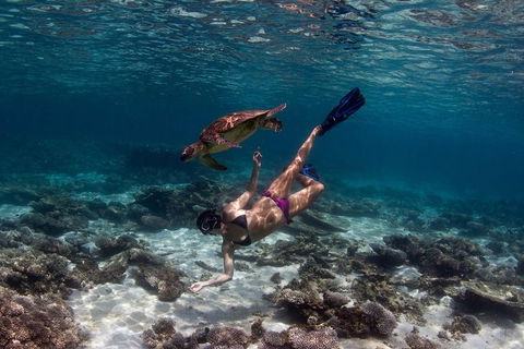 Swim With Whale Sharks- The Largest Fish In The World! - Getaway Accommodation 11