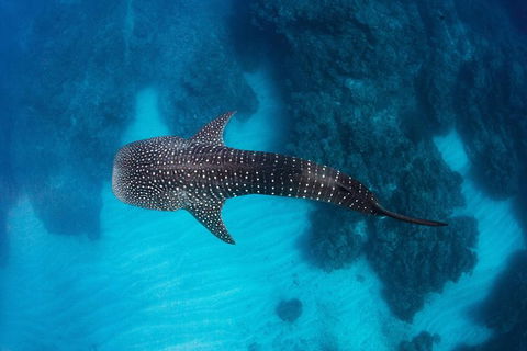 Swim With Whale Sharks- The Largest Fish In The World! - Getaway Accommodation 14