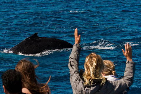 Swim With Whale Sharks- The Largest Fish In The World! - Getaway Accommodation 32