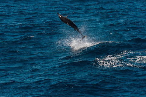 Swim With Whale Sharks- The Largest Fish In The World! - Getaway Accommodation 31