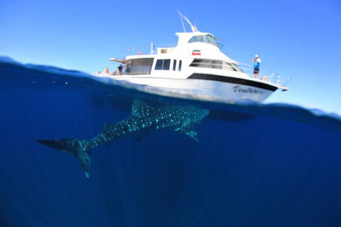 Swim With Whale Sharks- The Largest Fish In The World! - Getaway Accommodation 26