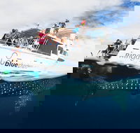 VIP luxury chartered escapes exploring the reef at your own pace - Getaway Accommodation