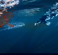 Deluxe WhaleShark Swim Tour on the Ningaloo Reef from Exmouth - Getaway Accommodation