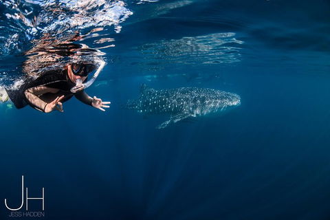 Deluxe WhaleShark Swim Tour On The Ningaloo Reef From Exmouth - Getaway Accommodation 0