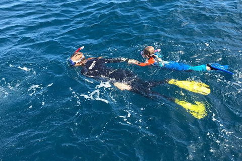 Deluxe WhaleShark Swim Tour On The Ningaloo Reef From Exmouth - Getaway Accommodation 5