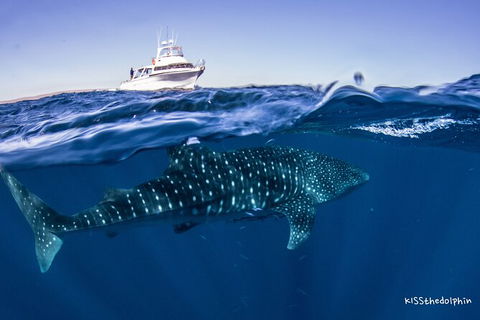 Deluxe WhaleShark Swim Tour On The Ningaloo Reef From Exmouth - Getaway Accommodation 7