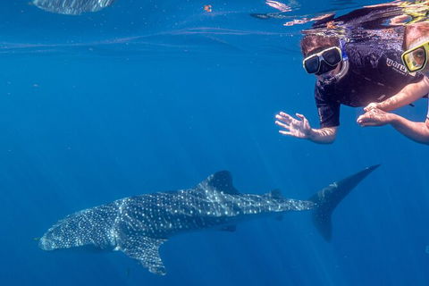 Deluxe WhaleShark Swim Tour On The Ningaloo Reef From Exmouth - Getaway Accommodation 3