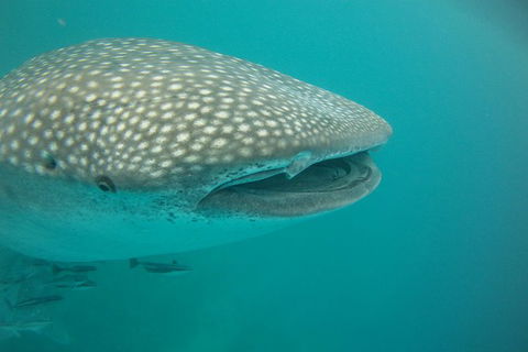 Deluxe WhaleShark Swim Tour On The Ningaloo Reef From Exmouth - Getaway Accommodation 2