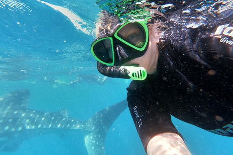 Deluxe WhaleShark Swim Tour On The Ningaloo Reef From Exmouth - Getaway Accommodation 4