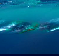 Humpback Whale Swim Tour - Getaway Accommodation