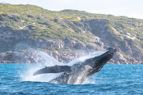 Jet Boat Whale Watching Safari From Dunsborough - Getaway Accommodation 0