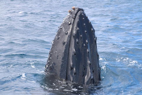 Jet Boat Whale Watching Safari From Dunsborough - Getaway Accommodation 1