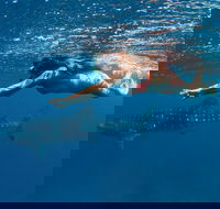 Swim with Whale Sharks - Ningaloo Reef - 3 Islands Whale Shark Dive - Getaway Accommodation