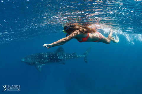 Swim With Whale Sharks - Ningaloo Reef - 3 Islands Whale Shark Dive - Getaway Accommodation 0