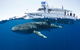 Swim With Whale Sharks - Ningaloo Reef - 3 Islands Whale Shark Dive - thumb 1