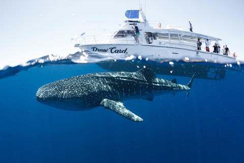 Swim With Whale Sharks - Ningaloo Reef - 3 Islands Whale Shark Dive - Getaway Accommodation 1