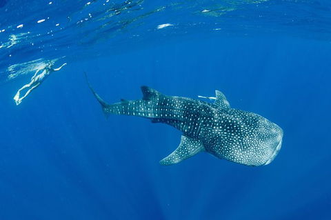 Swim With Whale Sharks - Ningaloo Reef - 3 Islands Whale Shark Dive - Getaway Accommodation 18