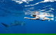 Swim With Whale Sharks - Ningaloo Reef - 3 Islands Whale Shark Dive - thumb 21
