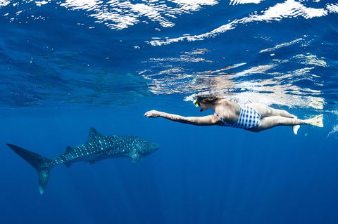 Swim With Whale Sharks - Ningaloo Reef - 3 Islands Whale Shark Dive - Getaway Accommodation 21