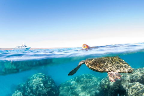 Swim With Whale Sharks - Ningaloo Reef - 3 Islands Whale Shark Dive - Getaway Accommodation 23