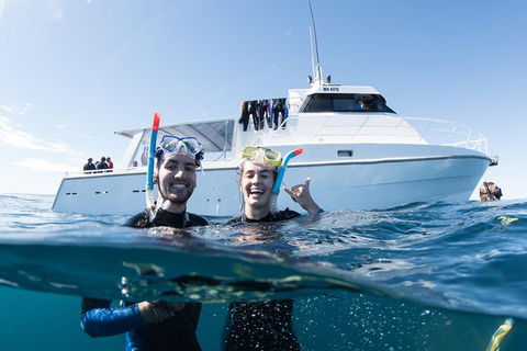 Swim With Whale Sharks - Ningaloo Reef - 3 Islands Whale Shark Dive - Getaway Accommodation 20