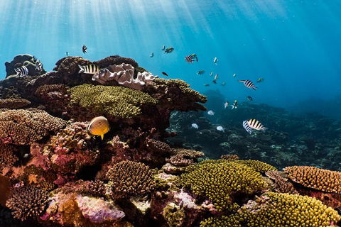 Swim With Whale Sharks - Ningaloo Reef - 3 Islands Whale Shark Dive - Getaway Accommodation 16