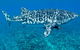 Swim With Whale Sharks - Ningaloo Reef - 3 Islands Whale Shark Dive - thumb 13