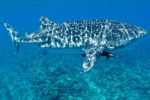 Swim With Whale Sharks - Ningaloo Reef - 3 Islands Whale Shark Dive - Getaway Accommodation 13