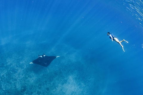 Swim With Whale Sharks - Ningaloo Reef - 3 Islands Whale Shark Dive - Getaway Accommodation 19