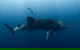 Swim With Whale Sharks - Ningaloo Reef - 3 Islands Whale Shark Dive - thumb 8