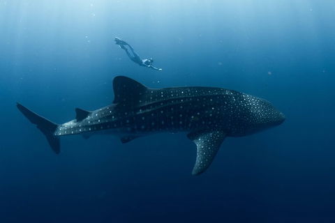 Swim With Whale Sharks - Ningaloo Reef - 3 Islands Whale Shark Dive - Getaway Accommodation 8