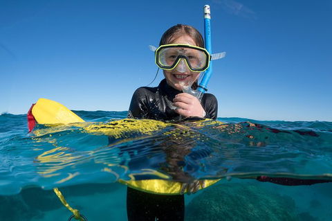 Swim With Whale Sharks - Ningaloo Reef - 3 Islands Whale Shark Dive - Getaway Accommodation 17