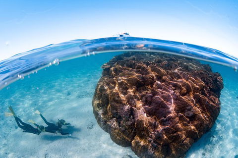 Swim With Whale Sharks - Ningaloo Reef - 3 Islands Whale Shark Dive - Getaway Accommodation 10
