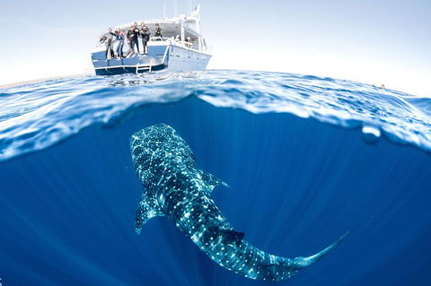Swim With Whale Sharks - Ningaloo Reef - 3 Islands Whale Shark Dive - Getaway Accommodation 3