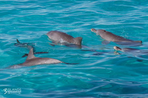 Swim With Whale Sharks - Ningaloo Reef - 3 Islands Whale Shark Dive - Getaway Accommodation 7