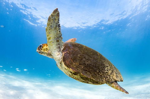 Swim With Whale Sharks - Ningaloo Reef - 3 Islands Whale Shark Dive - Getaway Accommodation 6