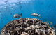 Swim With Whale Sharks - Ningaloo Reef - 3 Islands Whale Shark Dive - thumb 14