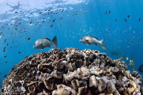 Swim With Whale Sharks - Ningaloo Reef - 3 Islands Whale Shark Dive - Getaway Accommodation 14