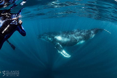 Swim With Humpback Whales - Ningaloo Reef - 3 Islands Whale Shark Dive - Getaway Accommodation 1